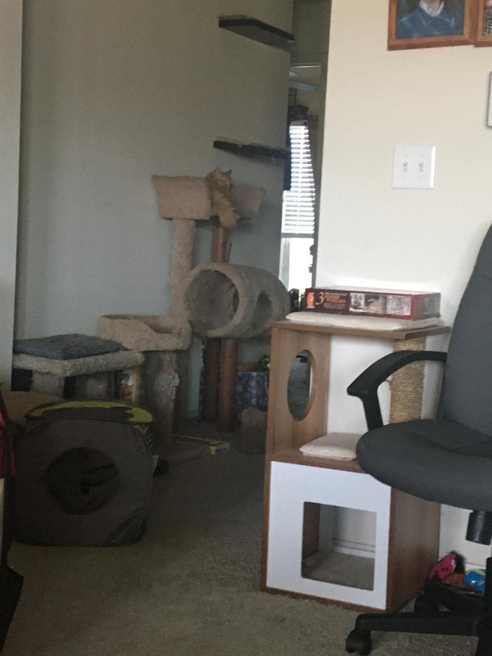 Hallway of saved cat trees